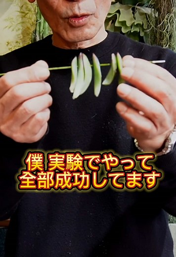 多肉植物の葉挿し裏技を実践！土なしで100%成功！