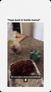 519K views · 10K reactions | Dogsofcomedy on Reels | Facebook