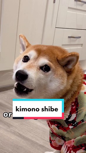 Shiba Inu Halloween Costume Fun