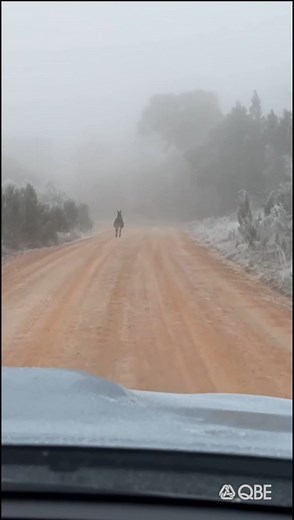 Our ski season is here, and with the colder weather comes increased wildlife activity on our roads. So be extra cautious when driving, as you may encounter some or furry friends along the way. Here are some tips to help keep you and our native animals safe: 🦘 Slow down, animals are more active at dawn and dusk. 🔦 Use high beam at night, but be ready to dip them for oncoming drivers. ⚠️ Pay attention to wildlife warning signs and take care in these areas. 🚗 Have a plan for what to do if you en