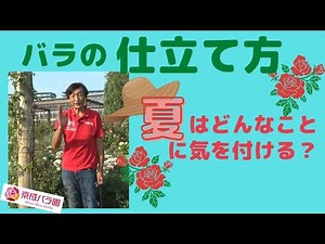 【バラ】バラの仕立て方 夏はどんなことに気をつける？
