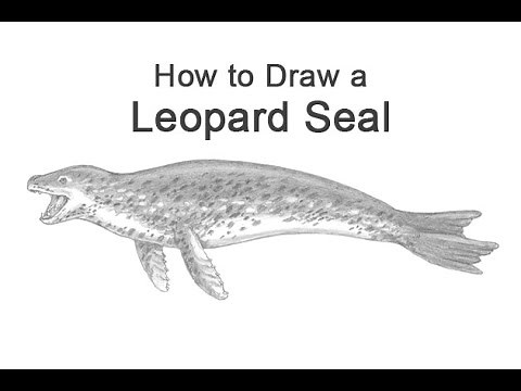 How to Draw a Leopard Seal