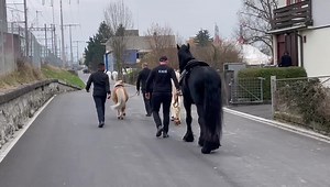 Auf gehts zum Circus Knie mit Kuh Fee. #circusknie #knie #rapperswil #zelt #zirkusknie #schweiz #rapperwiljona #meinecircuswelt #circus #familieknie #cirque #circo #zirkus #chapiteau #zirkuszelt #zirkuswagen #circuslove #kuh #rind #pferde #horses #pferd | Meine Circus Welt