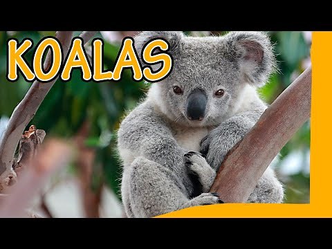 🐨 KOALAS 🐨 Toda la información y curiosidades del animal
