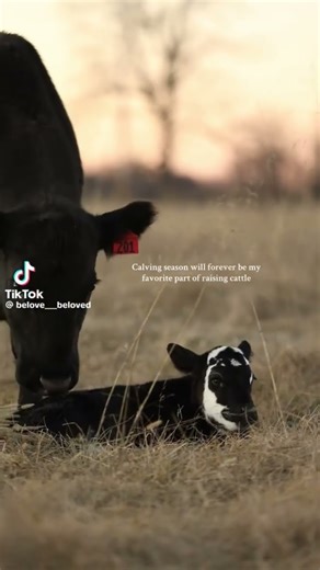 #equestrianjourney #horse