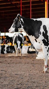 Lameness in dairy cattle is more than a mobility issue—it impacts productivity, animal wellbeing, and your bottom line. ​ Learn how proactive management and the right nutrition can help reduce lameness and keep your herd moving forward. | Zinpro Corporation