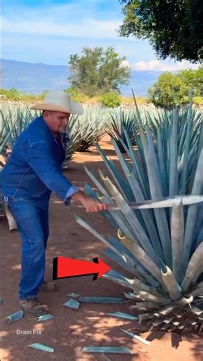 Blue Agave after 7 years of waiting 😱