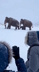 Are Woolly Mammoths actually still alive?! What really happened to them? ❄️#mammothlakes #history #ice #iceage #travel #Amazing | Jnim World