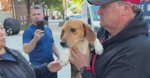 Beagles rescued from research breeding facility begin new lives