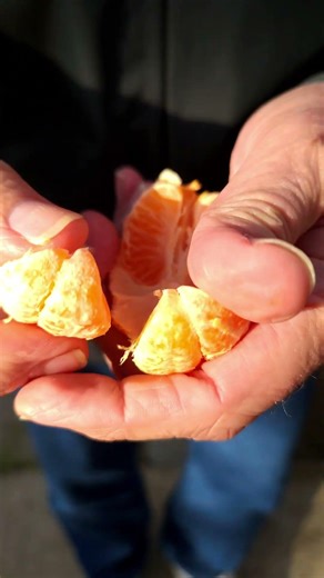 Home-Grown Mandarins Are the BEST! 🤩🍊