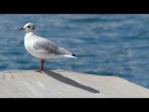 Test vidéo 4K Panasonic Lumix DMC-FZ330 LAC D'ANNECY