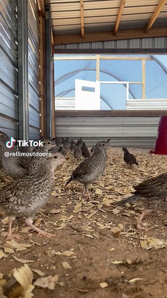 California Valley Quail at 5 weeks old showing off their top knots! #californiaquail #valleyquail #rellimoutdoors #birdfarm #quailtok #birdsoftiktok #birdtok #quail #gamebirds #hunting #upland #fyp #foryoupage