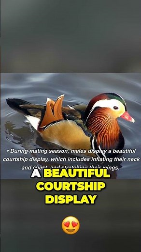 Fascinating Facts About the Colorful Mandarin Duck A Symbol of Culture and Conservation.