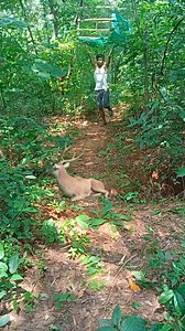 Dear catching https://www.google.com/search?q=Green screen animal footage png&client=ms-android-vivo-terr1-rso2&sca_esv=596150050&cs=0&prmd=ivsn&sxsrf=AM9HkKn58MV8xoWwkrFV-s3UMM9mYneOPg:1704521672391&filter=0&biw=393&bih=815&dpr=2.75 | Bapi Vfx Pradhan