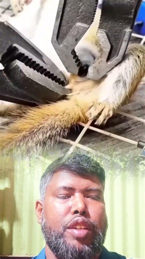 Squirrel Rescue: Botfly Larvae Removal