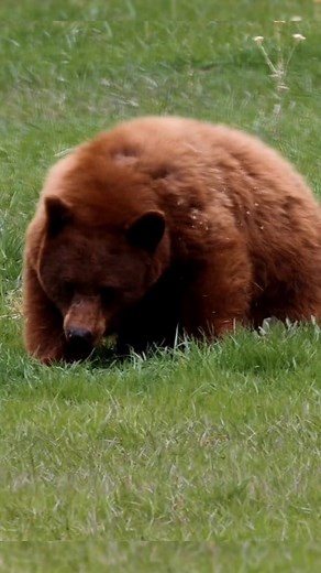 This cool black bear was enjoying a grassy meadow yesterday in Montana. Spring is here at last! #bears #wildlife #montana | Michael Hodges, Author