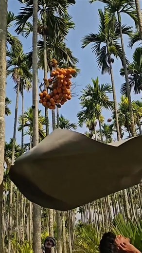 أسهل طريقة لحصاد جوز التنبول وأفضل النصائح