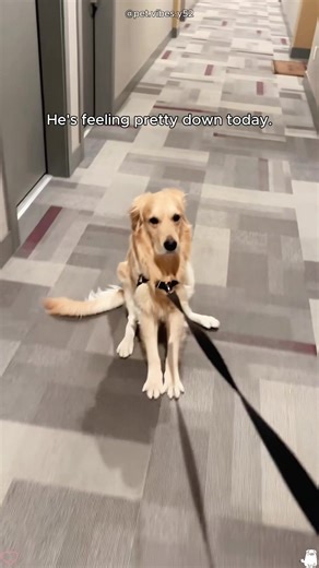 Hilarious Dog Moments That Will Make You Laugh