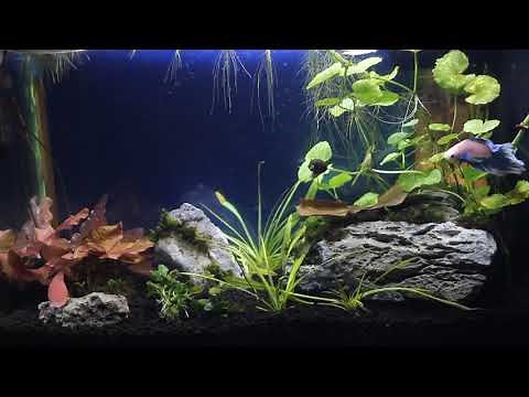 Haku's World - Relaxing Betta Fish Swimming Video
