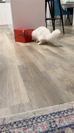 Do all big cats want to squeeze their bodies into the smallest boxes? 😂 📦When Donut was a kitten he always played inside of coca-cola boxes because they were the perfect size. He just doesn’t seem to realise he’s now ten times the size 😂#catsoftiktok #catlife #funnycats #funnyreels #catinabox #funnyvideos #bigcat #fluff #cute | A Cat Called Donut