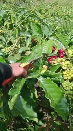 - Robusta coffee loaded with fruit