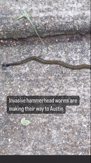 456K views · 51 reactions | An invasive hammerhead flatworm is making...