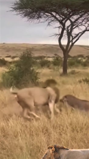 male lion vs warthog