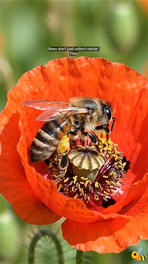 Did you know bees turn pollen into bee bread ?