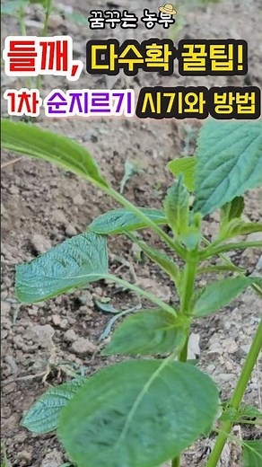 [꿈꾸는농부] 들깨, 다수확 꿀팁! 1차 순치기 시기 및 방법/들깨/들깨다수확/들깨순치기/전원생활/꿈꾸는텃밭/농업/농사일지/전원일지/#farming