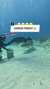 It’s total chaos down here today folks 😂 The Grouper even barked at me again 😂 and don’t get me started on the tiger sharks. They just eat the box.