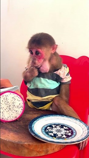 Cheerful monkey finds comfort in warm human household ���� #MonkeyMood #AnimalLove