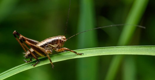 What Do Crickets Eat?