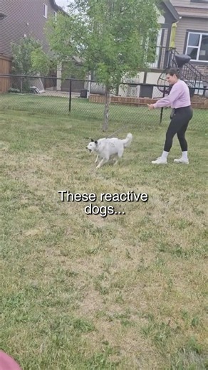 REACTIVE to OFF-LEASH trained