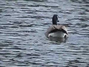 Wild Geese-- a poem by Mary Oliver