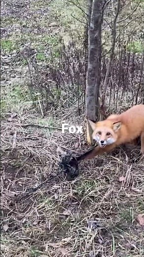 Successful fox trap #2 #trapping #fox #predator