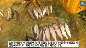 953K views · 1.1K shares | [단독] 1급수 물고기 안심하고 먹었는데…충격적인 결과...