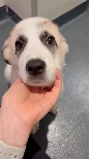 38K views · 1.8K reactions | The BIG game is almost here! Enjoy this...