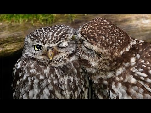 Adorable Little Owl Pair Preening | Discover Wildlife | Robert E Fuller