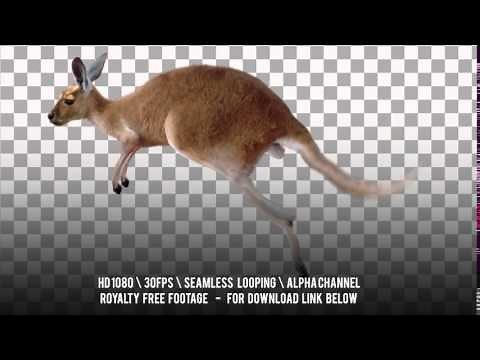 Kangaroo running jumps. Isolated and cyclical animation. Alpha channel included.