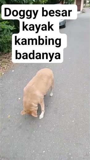 doggy's body is big like a goat #shorts #animalvideo