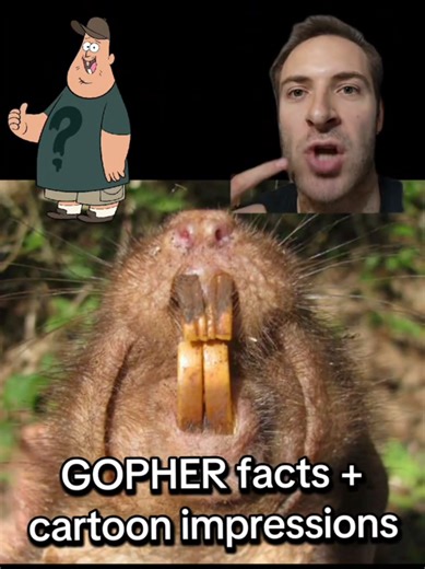 Fun facts about gophers in an impression of Soos from Gravity Falls. Gophers can tuck their teeth