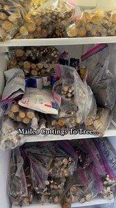 Ready to grow your own fruit trees at home? 🌳🍓 Check out this easy, step-by-step tutorial on how to root cuttings from the moment they arrive in the mail 📦 to when they’re covered in delicious fruit! 🍇🍑 Whether you’re a gardening pro or just starting out, this guide has everything you need for successful propagation 🌱✨. From fig trees to houseplants, I’ll show you all the insider secrets to growing strong, healthy plants! 🌿💚 Watch now and transform your garden! 🌼 #Gardening #PlantPropag