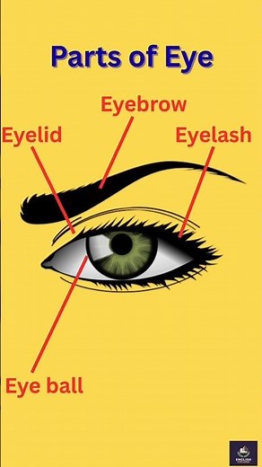 Parts of the Eye | Easy English Lesson 👁️