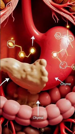 Inside Human Stomach | How Food Is Digested | 3D Educational Animation (8K)