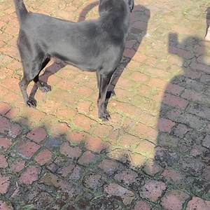 🥺 the black lab girl from the meat truck. She was so happy outside playing. Spent ages trying to get that tail. | Harbin SHS Animal Rescue