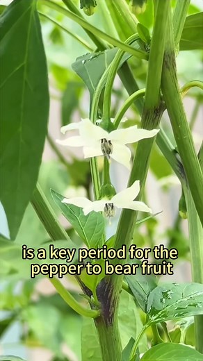 113K views · 2.1K reactions | When chili plants bloom their first flower, do this#plantingtips #gardeningtips #garden #vegetableplanting #vegetables | Agriculture 2.1 | Facebook