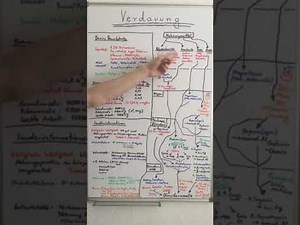 Die BIOCHEMIE der VERDAUUNG - Biochemie Now