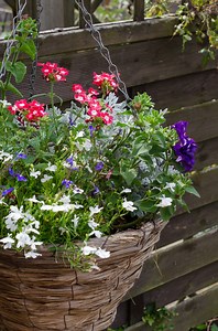 Hanging flower baskets: how to create a wow factor display - Growing Family