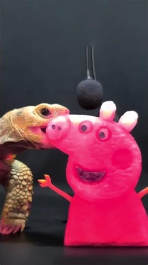 Turtle Eating ASMR #shortsfeed #viral #asmr #eatingsounds