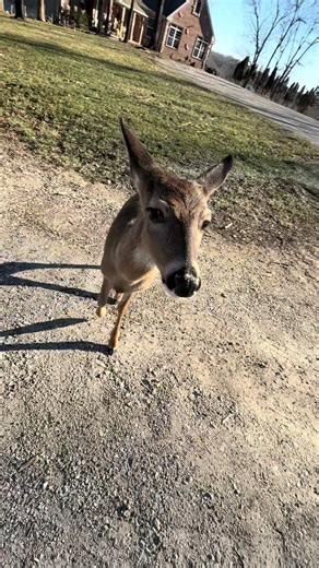 Exciting Hiking Adventure with Benny the Golden Retriever